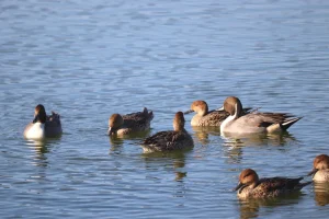 カモの一個小隊がやって来る冬｜ため池の小さな旅人たち
