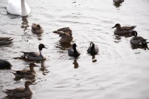 オオバンとカモの“うぃん×うぃん”── 冬のため池にひろがる共存のドラマ
